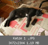Katze 1 .JPG